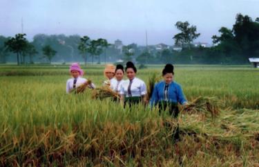 Nông dân thị xã Nghĩa Lộ gặt lúa trên các thửa ruộng có áp dụng phân viên nén dúi sâu cho năng suất, sản lượng cao.