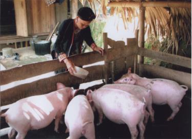 Mô hình chăn nuôi lợn thương phẩm của hội viên phụ nữ xã Yên Thành (Yên Bình).
