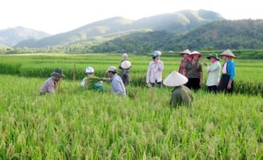 Tất cả những ruộng áp dụng phân viên đều có năng suất cao hơn ruộng đối chứng áp dụng phân vãi.