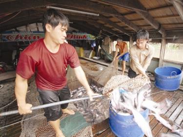 WWF cần đưa cá tra ra khỏi danh mục đỏ khi chưa có chứng cứ rõ ràng.