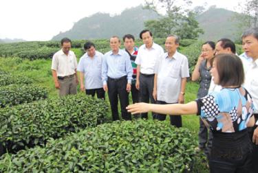 Phó thủ tướng Chính Phủ Trương Vĩnh Trọng - Ủy viên Bộ Chính trị, Trưởng ban Chỉ đạo Tây Bắc cùng đoàn công tác thăm mô hình ứng dụng khoa học công nghệ trong sản xuất nông nghiệp tại vùng chè Mộc Châu (tỉnh Sơn La).
