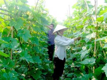 Nông dân trồng bí đao. (Ảnh: minh họa)