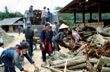 Thu hoạch quế hợp tác ở Giàng Cài.