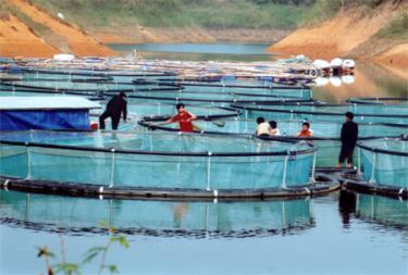 Cá tầm và khu nuôi cá tầm trên hồ Thác Bà.
(Ảnh: Tuấn Nghĩa)