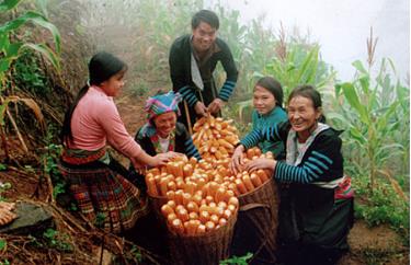 Niềm vui được mùa ngô của bà con thôn Làng Mảnh.
