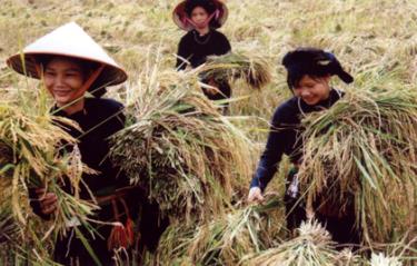 Ngày mùa ở Mường Lai. (Ảnh: Thanh Miền)