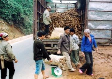 Nông dân huyện Yên Bình thu hoạch sắn.
(Ảnh: Hoàng Nhâm)
