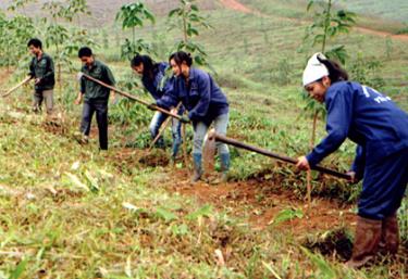 Công nhân Công ty cao su Yên Bái chăm sóc, làm cỏ vườn cao su.
