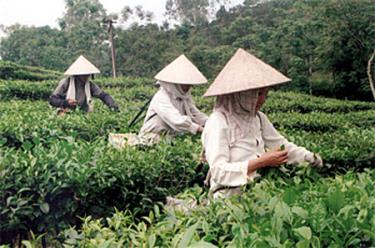 Nông dân Văn Chấn thu hái chè. Ảnh minh họa