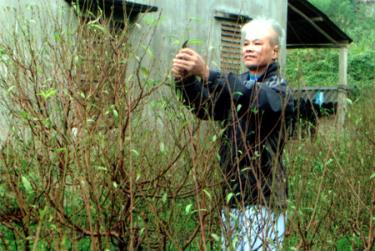 Ông Trần Quốc Bảo ở thôn Chè Vè chăm sóc vườn đào cảnh.