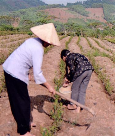 Nông dân Văn Chấn chăm sóc chè trồng mới.
(Ảnh: H.N)