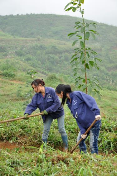 Công nhân Công ty cổ phần Cao su Yên Bái chăm sóc cao su 2 tuổi.