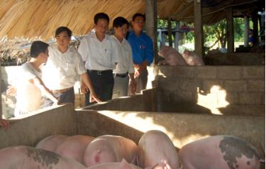 Mô hình chăn nuôi lợn của đoàn viên Nguyễn Văn Sỹ, xã Minh Tiến được nhiều thanh niên đến tham quan, học tập