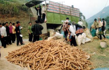 Nhiều hộ dân ở huyện vùng cao Trạm Tấu thoát nghèo nhờ trồng sắn. (Ảnh: Đức Hồng)