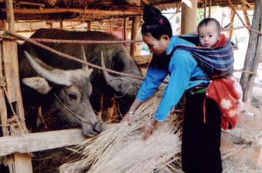 Người Thái xã Hát Lừu cho trâu ăn bổ sung trong mùa đông bằng rơm khô.
