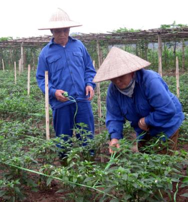 Làm giàn cho cây ớt theo đúng quy trình kỹ thuật.