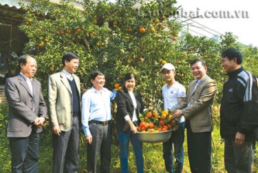 Đồng chí Dương Văn Thống - Phó bí thư Thường trực Tỉnh ủy, Chủ tịch HĐND tỉnh (thứ hai, phải sang) và các đồng chí lãnh đạo huyện Văn Chấn thăm vườn cam của gia đình chị Vũ Thị Lợi - thôn Thiên Tuế, xã Thượng Bằng La.