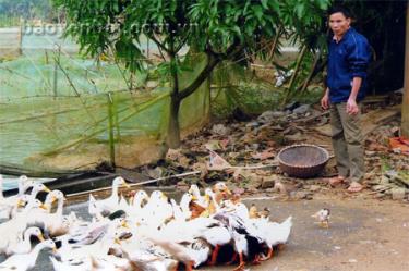 Mô hình trang trại của gia đình CCB Trần Hữu Vượng thôn Noong Tài hàng năm cho thu nhập trên 400 triệu đồng.