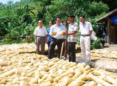 Bí thư huyện ủy Lục Yên Hoàng Văn Vui (thứ 3, trái sang) kiểm tra sản phẩm măng mai ở xã Mai Sơn.
