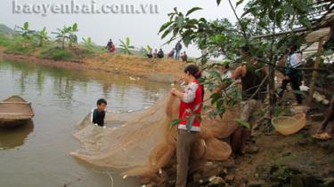 Người dân xã Minh Quân thu hoạch cá.
