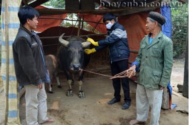 Người dân huyện Văn Chấn đã chủ động tiêm phòng để bảo vệ đàn trâu trước mọi dịch bệnh.