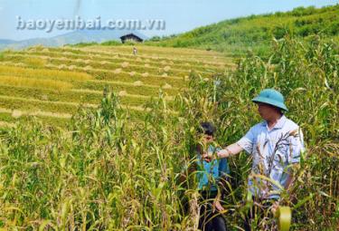 Bản Mù nay không còn tình trạng độc canh cây lúa.
