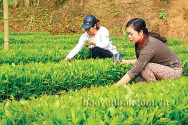 Vườn ươm cây keo giống của gia đình bà Trần Thị Nga khu dân cư Thống Nhất, phường Đồng Tâm, thành phố Yên Bái.
(Ảnh: Linh Chi)