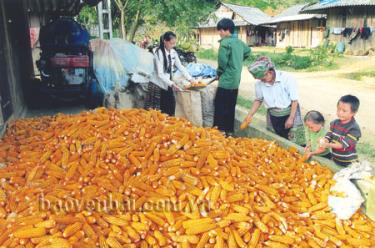 Cây ngô đã góp phần nâng cao thu
nhập cho người dân trong xã.