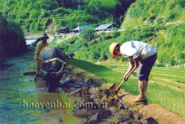 Người Mông huyện Mù Cang Chải chuẩn bị đất cấy lúa vụ đông xuân trước khi vui tết chung.