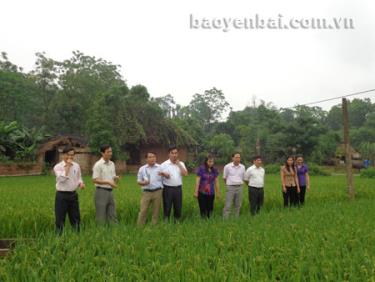 Đồng chí Dương Văn Tiến - Bí thư Huyện ủy (thứ 2, trái sang) cùng lãnh đạo UBND huyện, các phòng, ban thăm cánh đồng lúa xã Bạch Hà, chuẩn bị cho việc quy hoạch vùng lúa thơm đặc sản được trồng thử nghiệm trong vụ đông xuân 2013 - 2014.