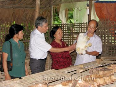 Mô hình nuôi thỏ của ông Bùi Ngọc Quý ở xã Nga Quán cho hiệu quả kinh tế cao.
