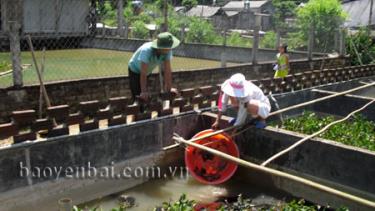 Mô hình nuôi ba ba cho hiệu quả kinh tế cao của đoàn viên thanh niên xã Cát Thịnh.
