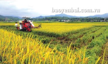 Nông dân An Thịnh (Văn Yên) sử dụng máy gặt đập liên hoàn thu hoạch lúa mùa. (Ảnh: Thanh Miền)