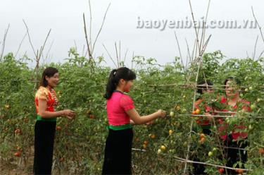 Hội viên Hội Phụ nữ xã Phù Nham thu hoạch cà chua.
