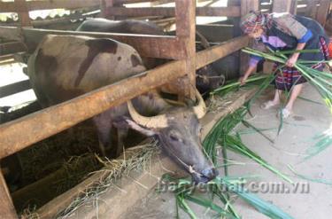 Bà con nông dân cần “mặc áo” cho trâu bò vào những ngày gió rét khi nhiệt độ ngoài trời xuống dưới 12 độ C.