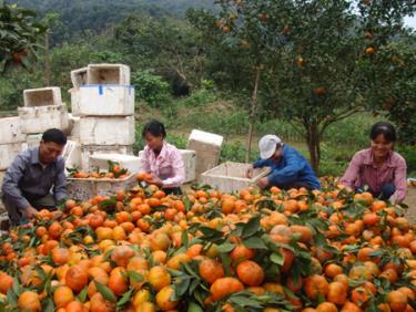 Nông dân Văn Chấn thu hoạch được trên 500 tấn cam.