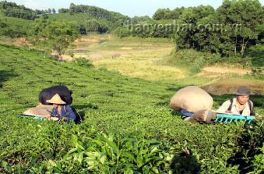 Nông dân xã Thịnh Hưng (Yên Bình) thu hoạch chè, năng suất đạt trên 80 tạ/ha.
