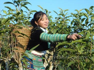 Chè Shan tuyết Phình Hồ lá và búp to, tôm có nhiều lông tơ trắng như tuyết và phát triển hoàn toàn tự nhiên. (Ảnh: Thanh Phúc)