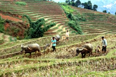 Người dân xã Lao Chải cày ải, chuẩn bị đất sản xuất vụ xuân.