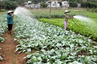 Nông dân xã Sơn Thịnh (Văn Chấn), trồng rau sạch cung ứng ra thị trường.