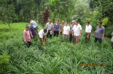 Hội viên Chi hội Đông y xã Cảm Ân (Yên Bình) trao đổi kinh nghiệm trồng cây thuốc.