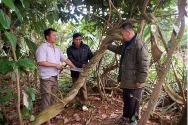 Lương y Nông Ngọc Chung (bên trái) giới thiệu cây huyết đằng trên 35 năm tuổi với các hội viên Chi hội Đông y xã.