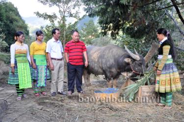 Chăn nuôi đại gia súc là một thế mạnh kinh tế của người dân thôn Sáng Pao.