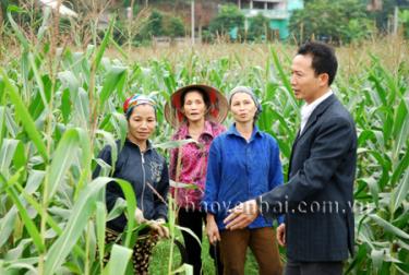 Lãnh đạo xã Ngòi A (Văn Yên) kiểm tra ngô đông trên đất 2 vụ lúa.