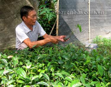 Người dân thôn Khe Chè, xã Y Can (Trấn Yên) kiểm tra cây giống cho trồng rừng vụ xuân.