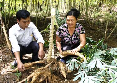 Cây sắn cao sản mang lại một nguồn thu nhập đáng kể cho người dân ở Mậu Đông.