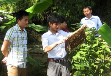 Kiểm tra Dự án ứng dụng tiến bộ kỹ thuật nuôi ong lấy mật tại thị xã Nghĩa Lộ.
