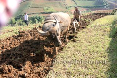 Nông dân Mù Cang Chải làm đất chuẩn bị gieo cấy lúa xuân.
