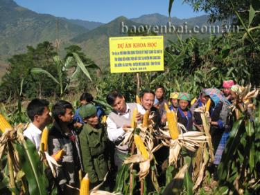 Cán bộ Trạm Khuyến nông huyện Mù Cang Chải hướng dẫn người dân tham gia Mô hình ở thôn Tà Chơ (xã Cao Phạ) thu hoạch ngô đúng kỹ thuật.