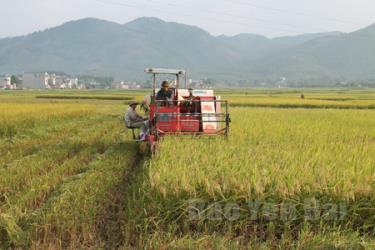 Huyện Văn Yên luôn chú trọng đưa cơ giới hóa vào khâu sản xuất và thu hoạch.
